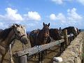 Aruba - January 2008 117